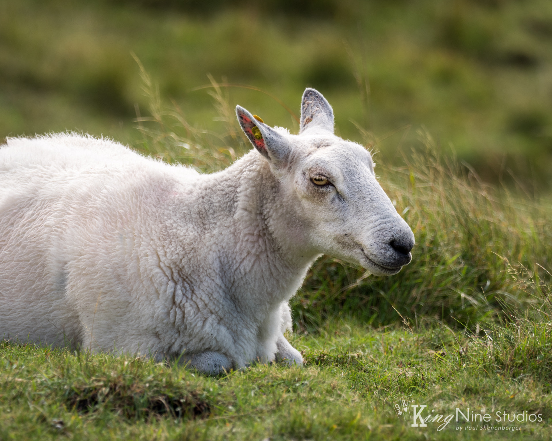 M.300mm F4.0 + MC-14 sample photo. Sheep 17,536 photography