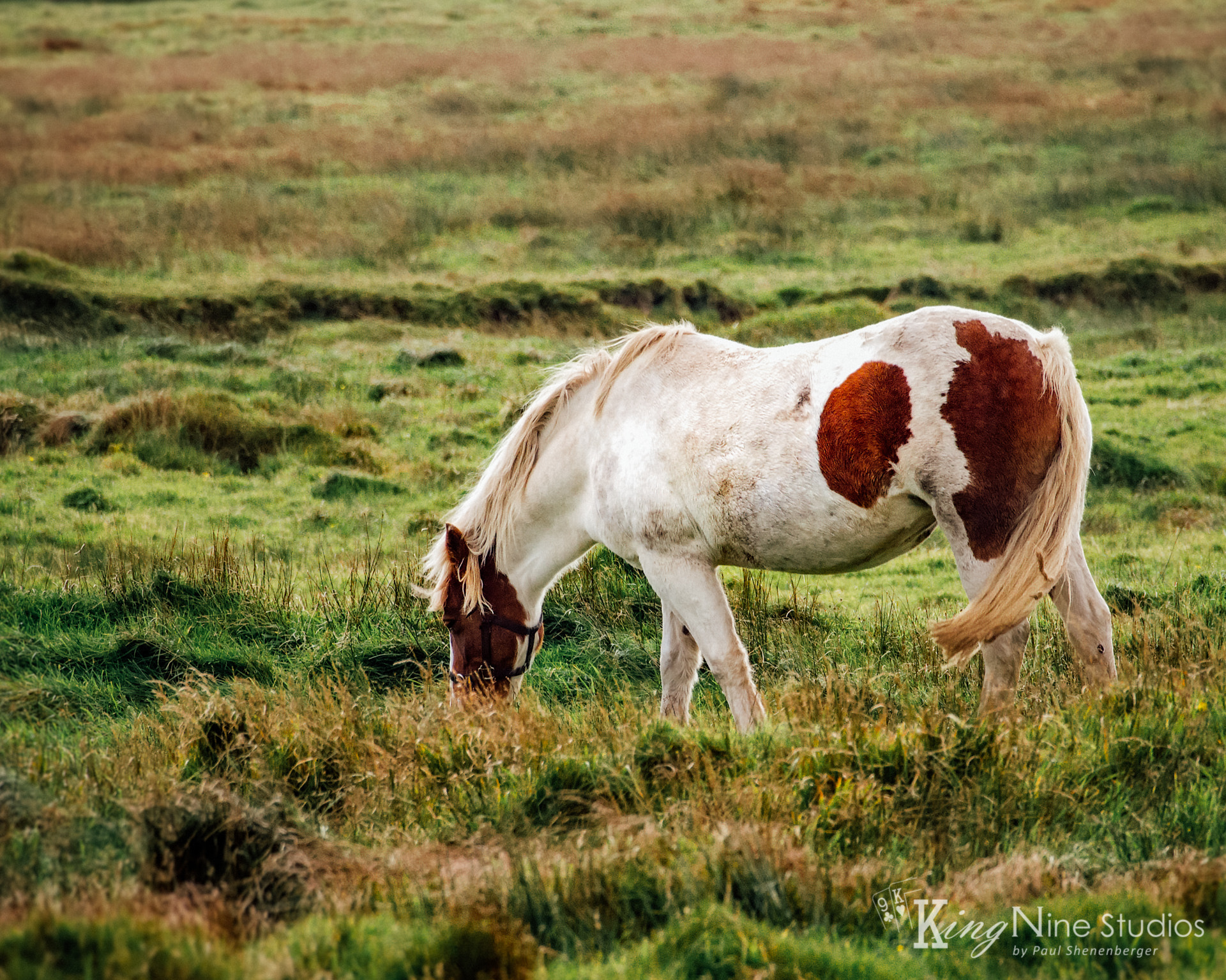 Olympus OM-D E-M5 sample photo. Bilbo's pony photography