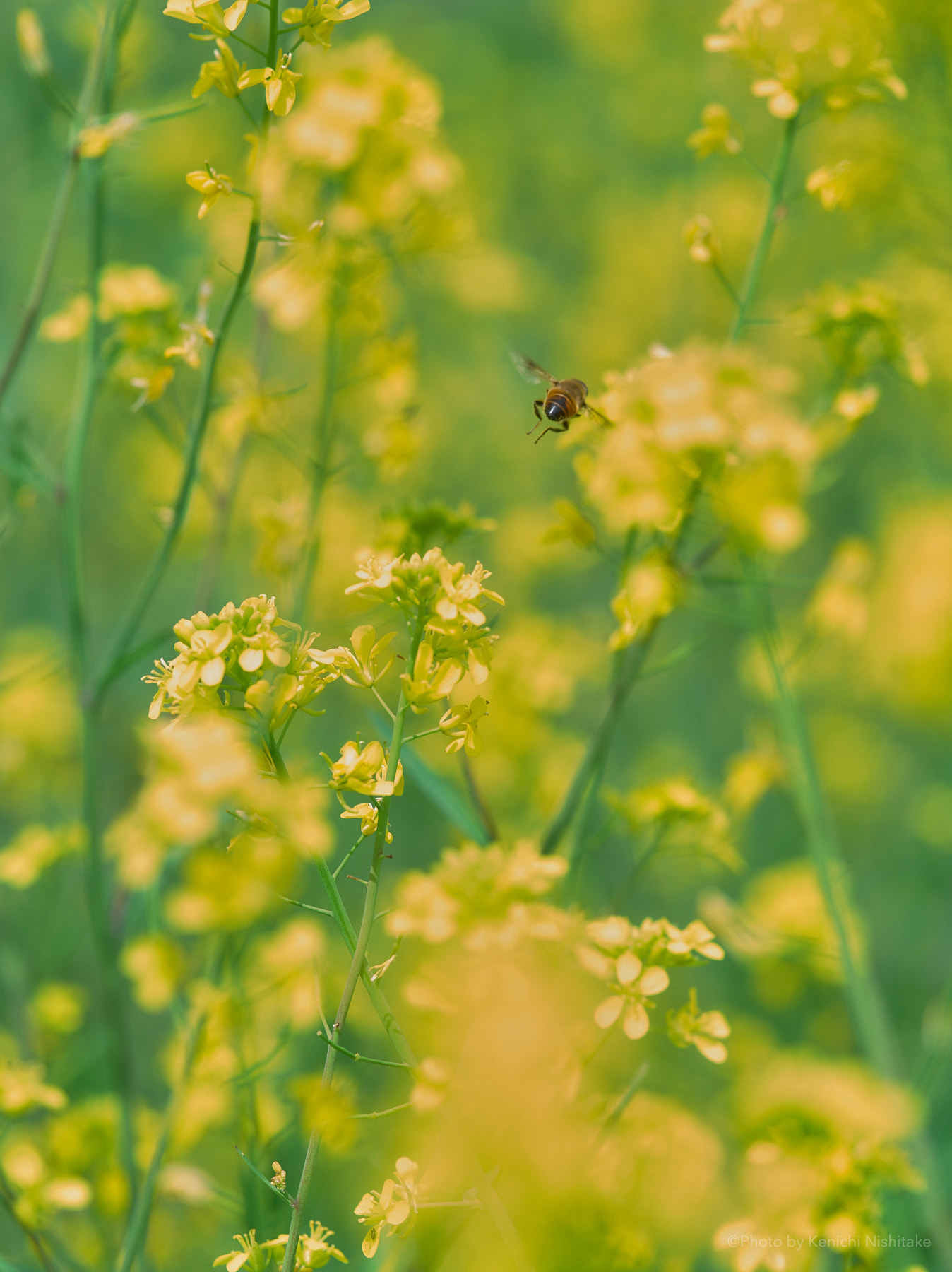 Pentax 645D sample photo. Field mustard and honey bee photography