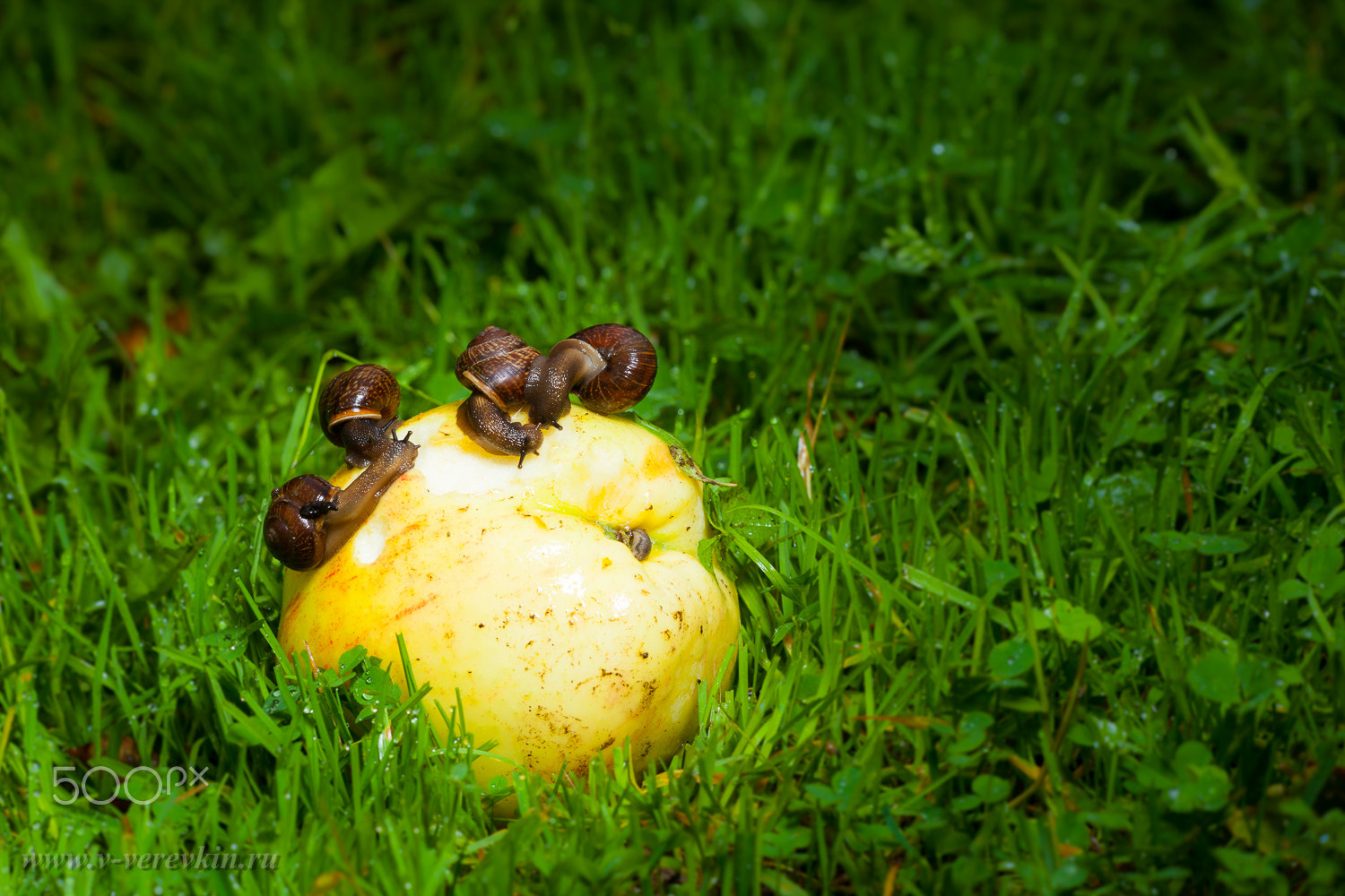 Sigma APO Macro 150mm f/2.8 EX DG HSM sample photo. Snails eat an apple. photography