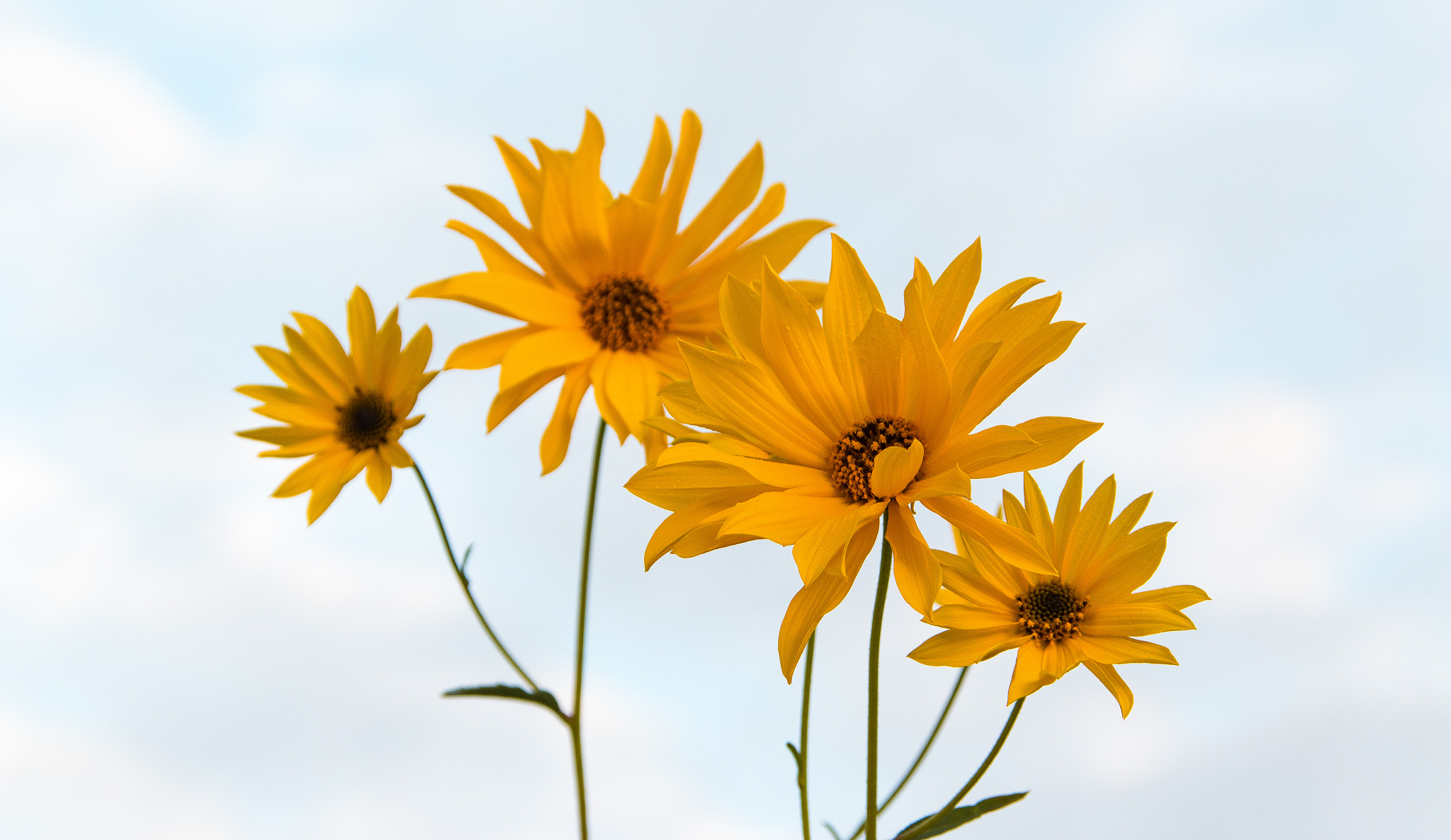 Sigma 18-200mm f/3.5-6.3 DC OS sample photo. Blumen photography