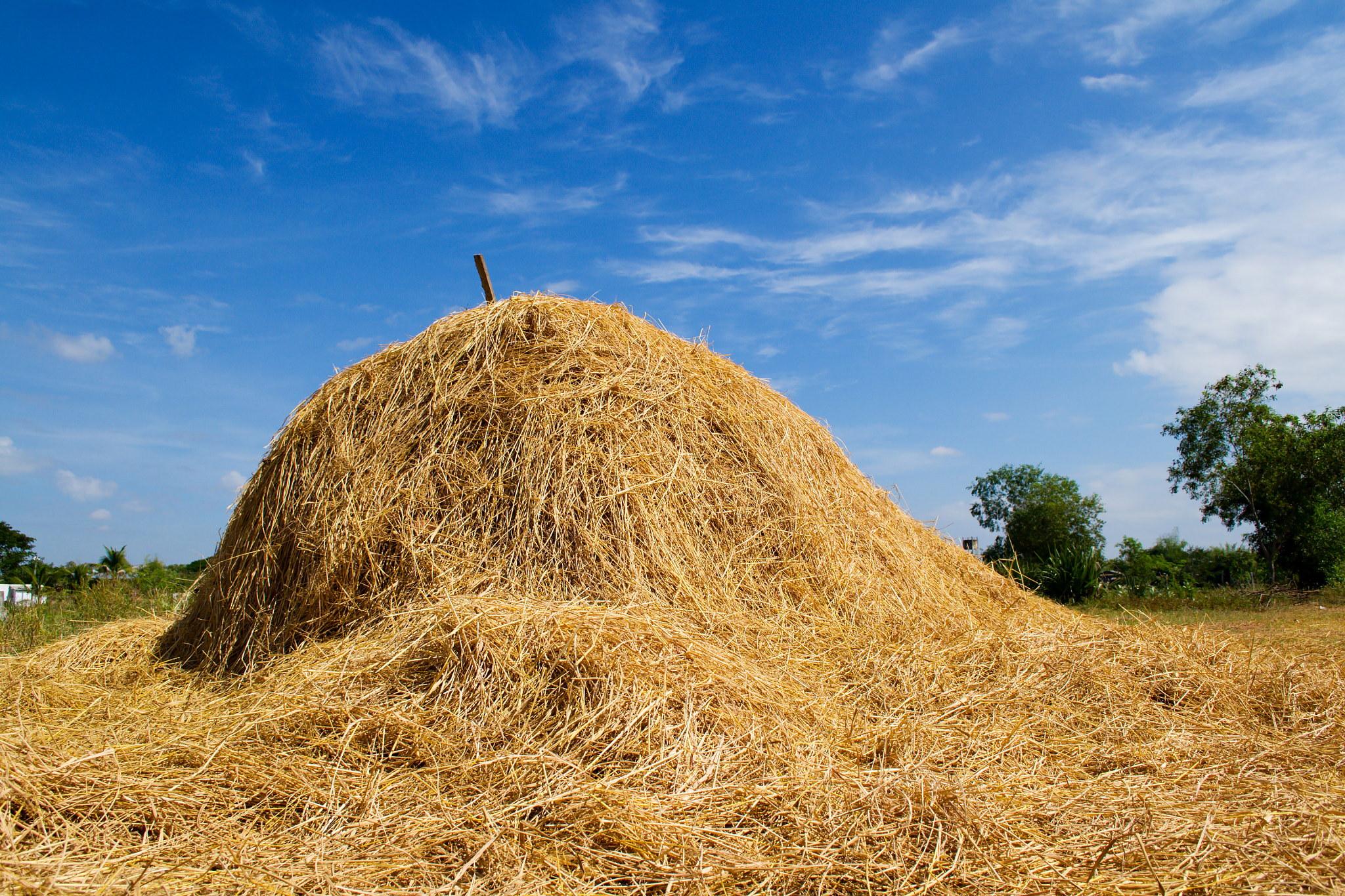 Nikon D3100 + 18.00 - 55.00 mm f/3.5 - 5.6 sample photo. Rice straw photography