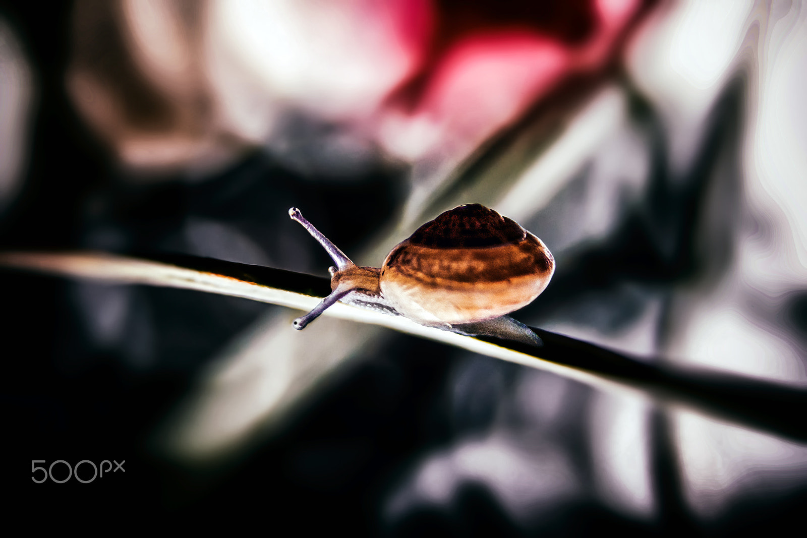 AF Zoom-Nikkor 28-105mm f/3.5-4.5D IF sample photo. The snail photography