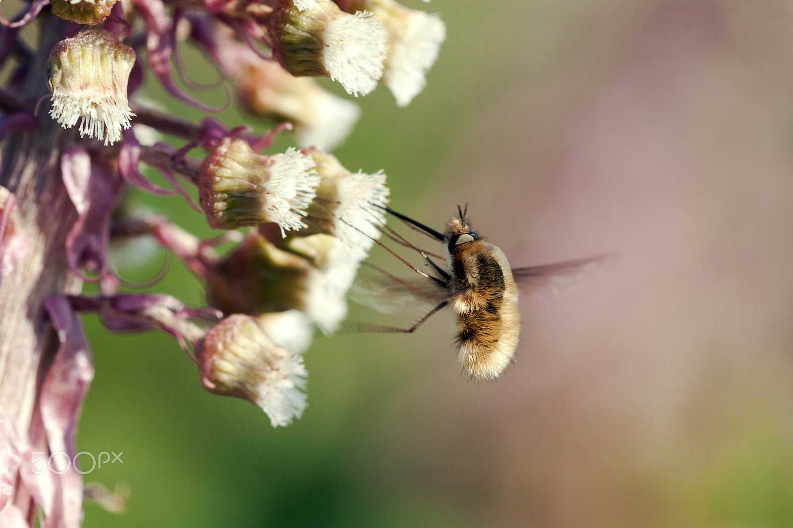Canon EF 180mm F3.5L Macro USM sample photo. Bombylius major photography