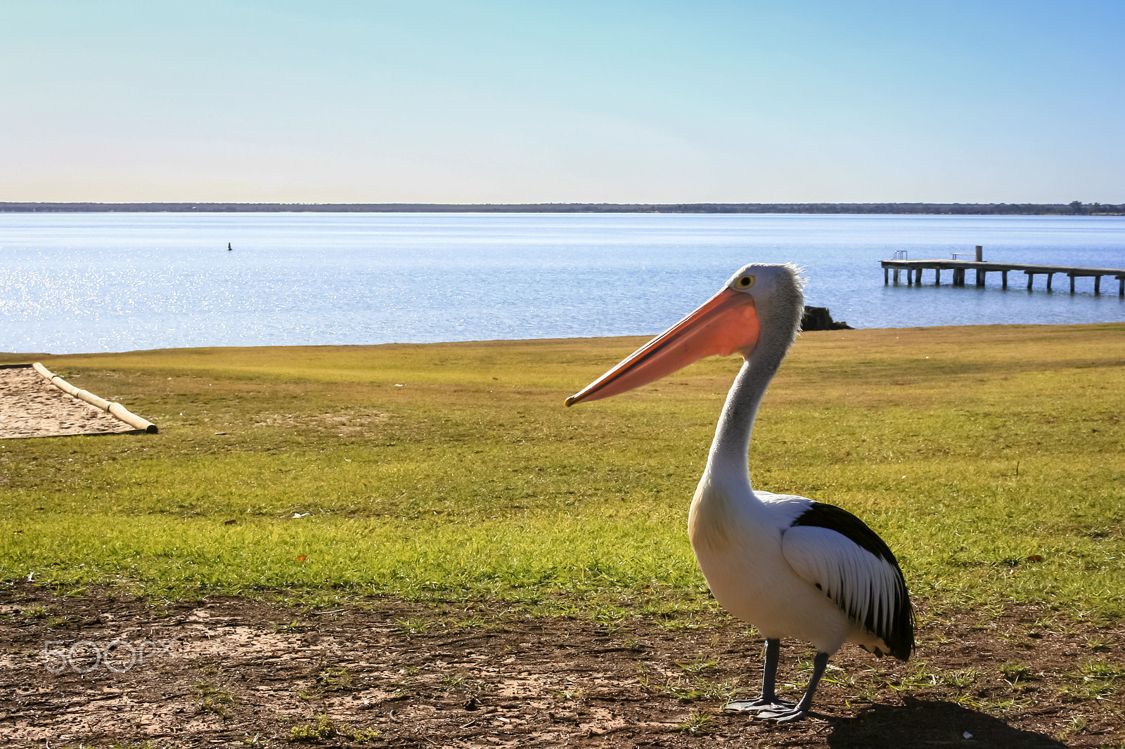Canon EF-S 18-55mm f/3.5-5.6 USM sample photo. Pelican in the lake photography