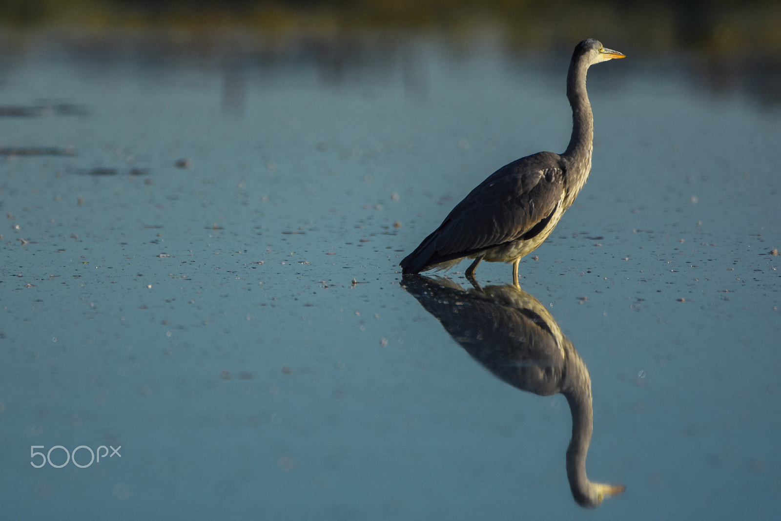 Nikon D7200 + Tamron SP 150-600mm F5-6.3 Di VC USD sample photo. Heron sunrise photography