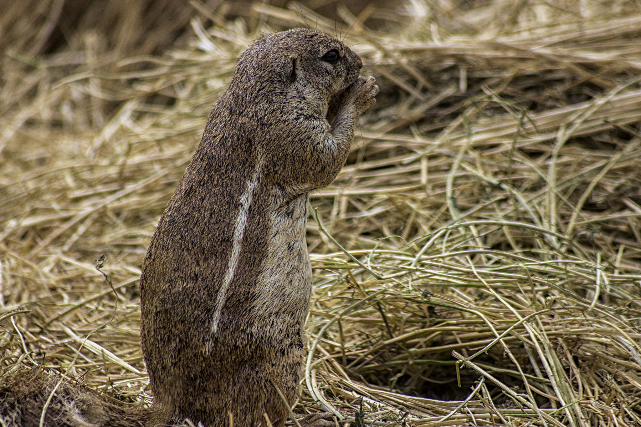 Sigma 70-300mm F4-5.6 APO DG Macro sample photo. The squirrel photography