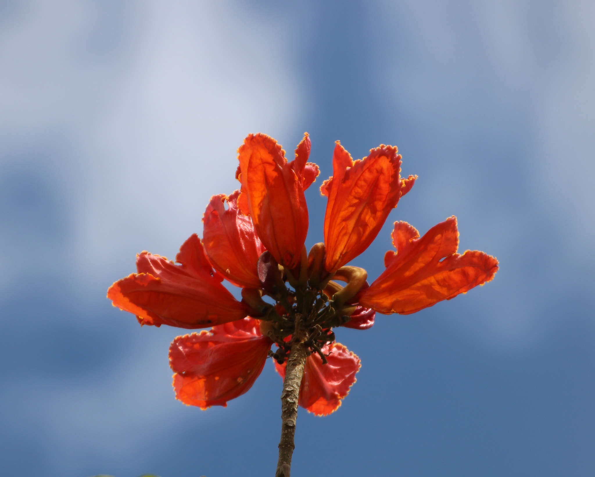 Canon EOS 750D (EOS Rebel T6i / EOS Kiss X8i) + Canon 18-270mm sample photo. Flower in sky photography