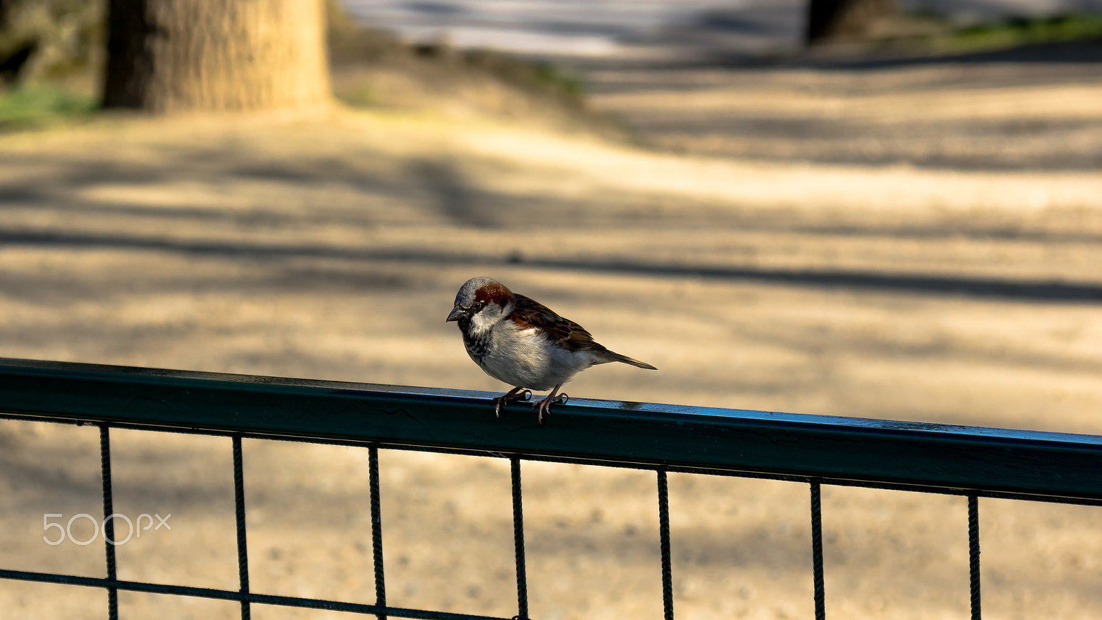 Pentax K-3 sample photo. A sparrow sitting on a fence photography