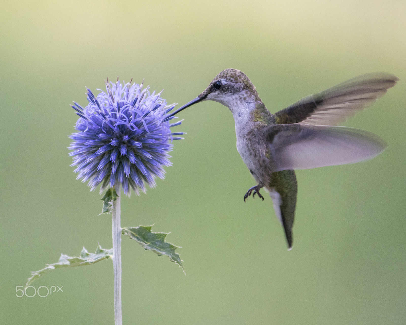 Nikon AF-S Nikkor 200-500mm F5.6E ED VR sample photo. Flowerhummingbird photography