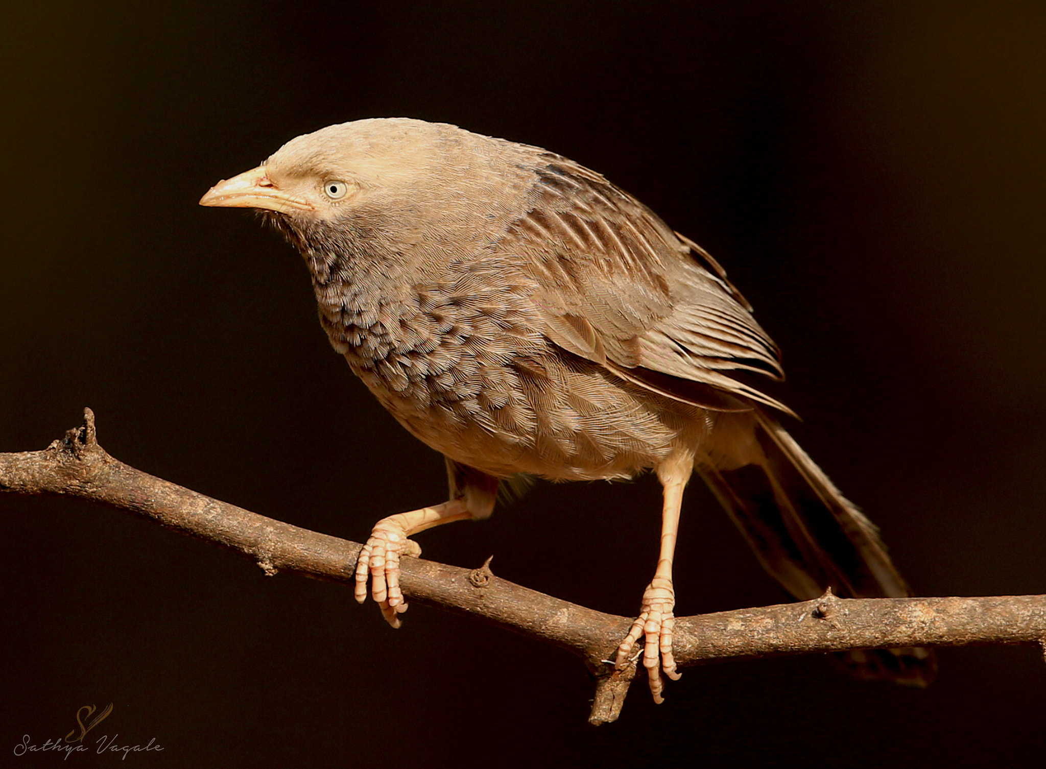 Canon EF 500mm F4L IS II USM sample photo. Ps photography