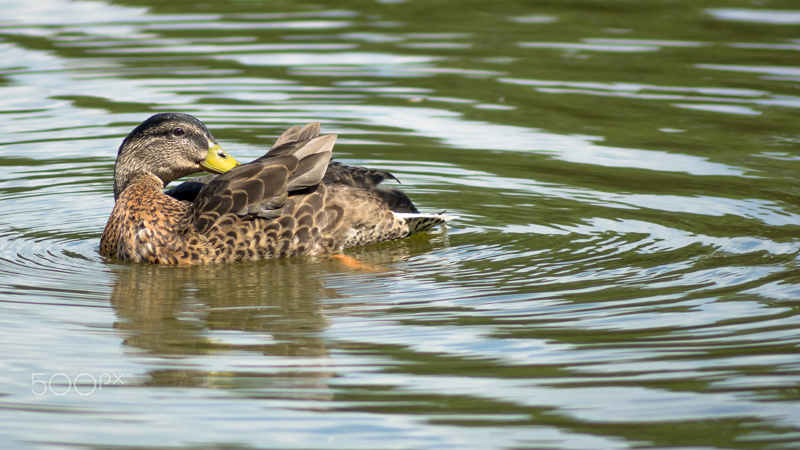 Tamron AF 70-300mm F4-5.6 Di LD Macro sample photo. Wild female duck washing herself in the pond photography