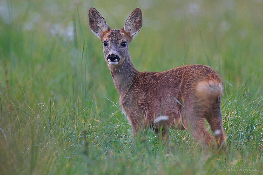 Tamron SP 150-600mm F5-6.3 Di VC USD sample photo. Reh photography