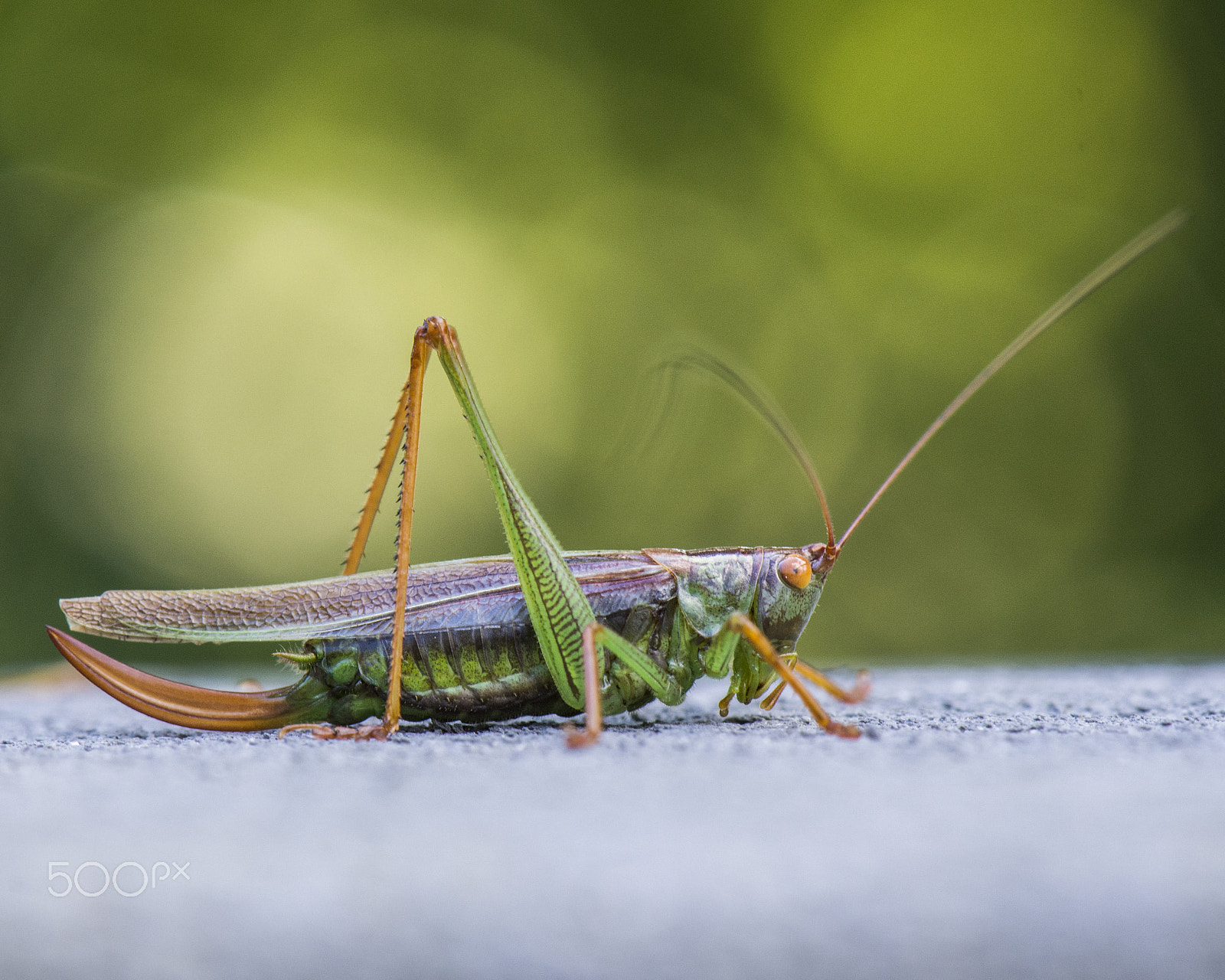 Nikon AF-S DX Micro-Nikkor 85mm F3.5G ED VR sample photo. Grasshopper photography