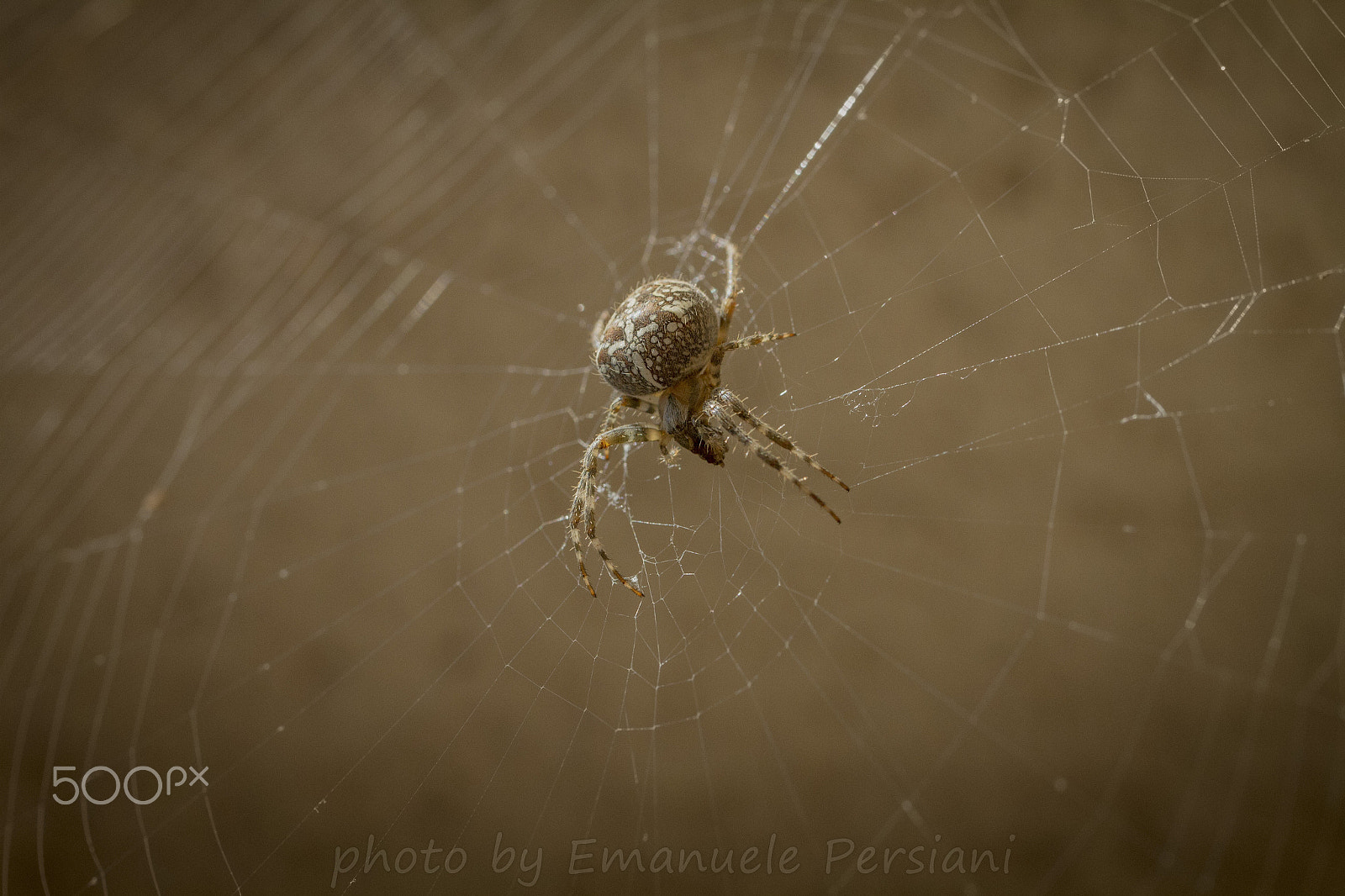 Canon EOS 7D sample photo. A big spider in a big web photography