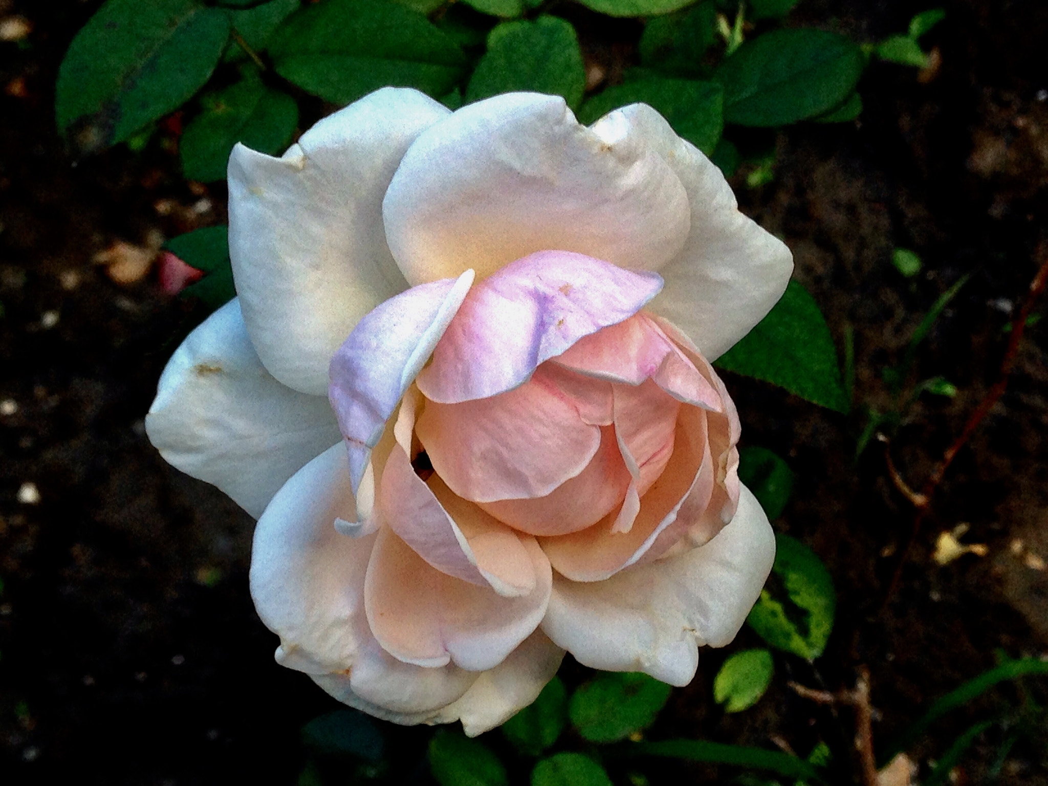 Apple iPhone5,2 sample photo. China rose 月季花 photography