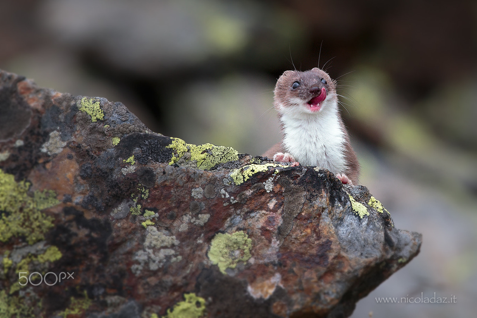 Canon EF 300mm F2.8L IS II USM sample photo. Ermellino photography