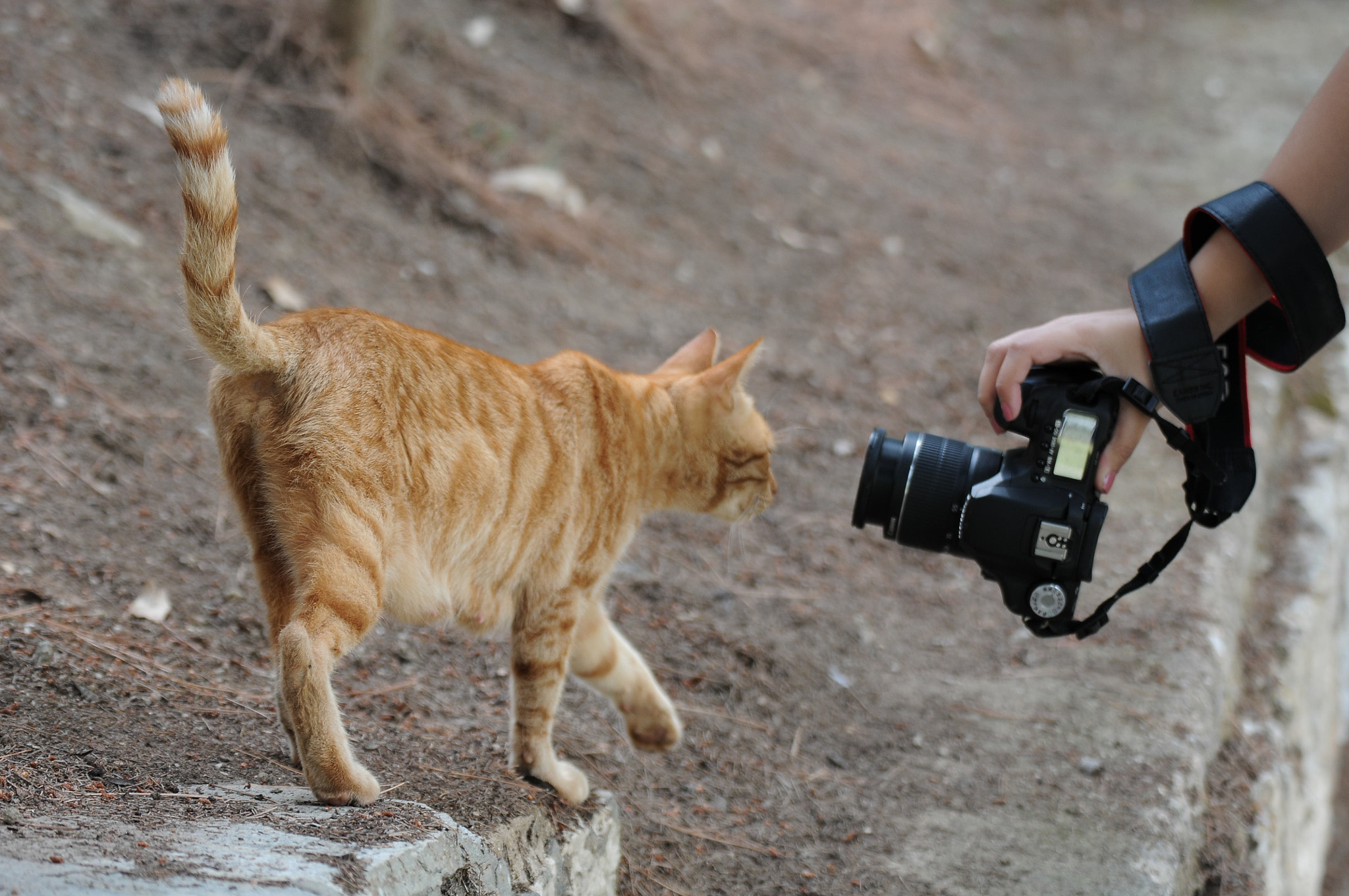 Nikon D300S sample photo. Curius cat photography