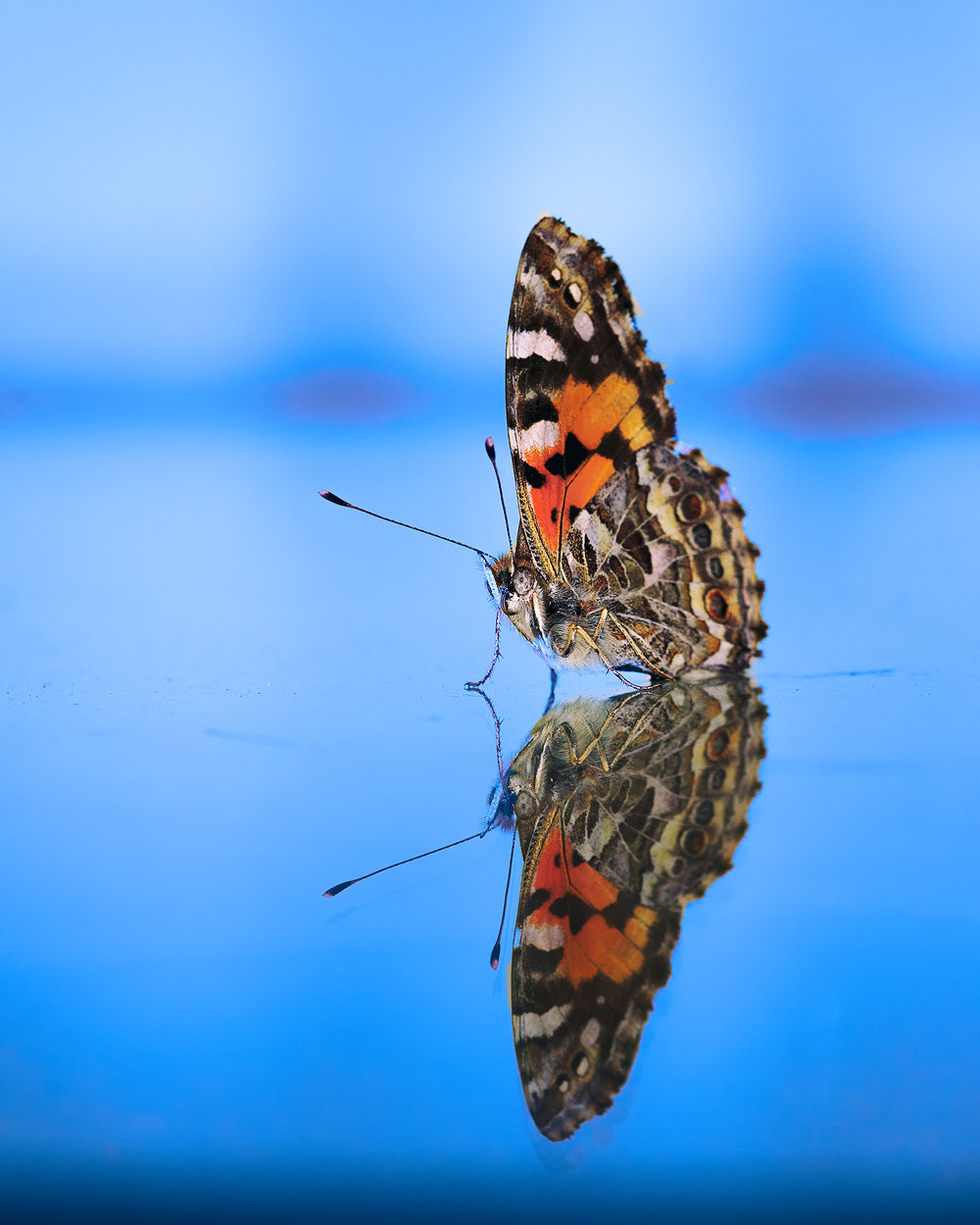 Canon EF 180mm F3.5L Macro USM sample photo. Butterfly photography
