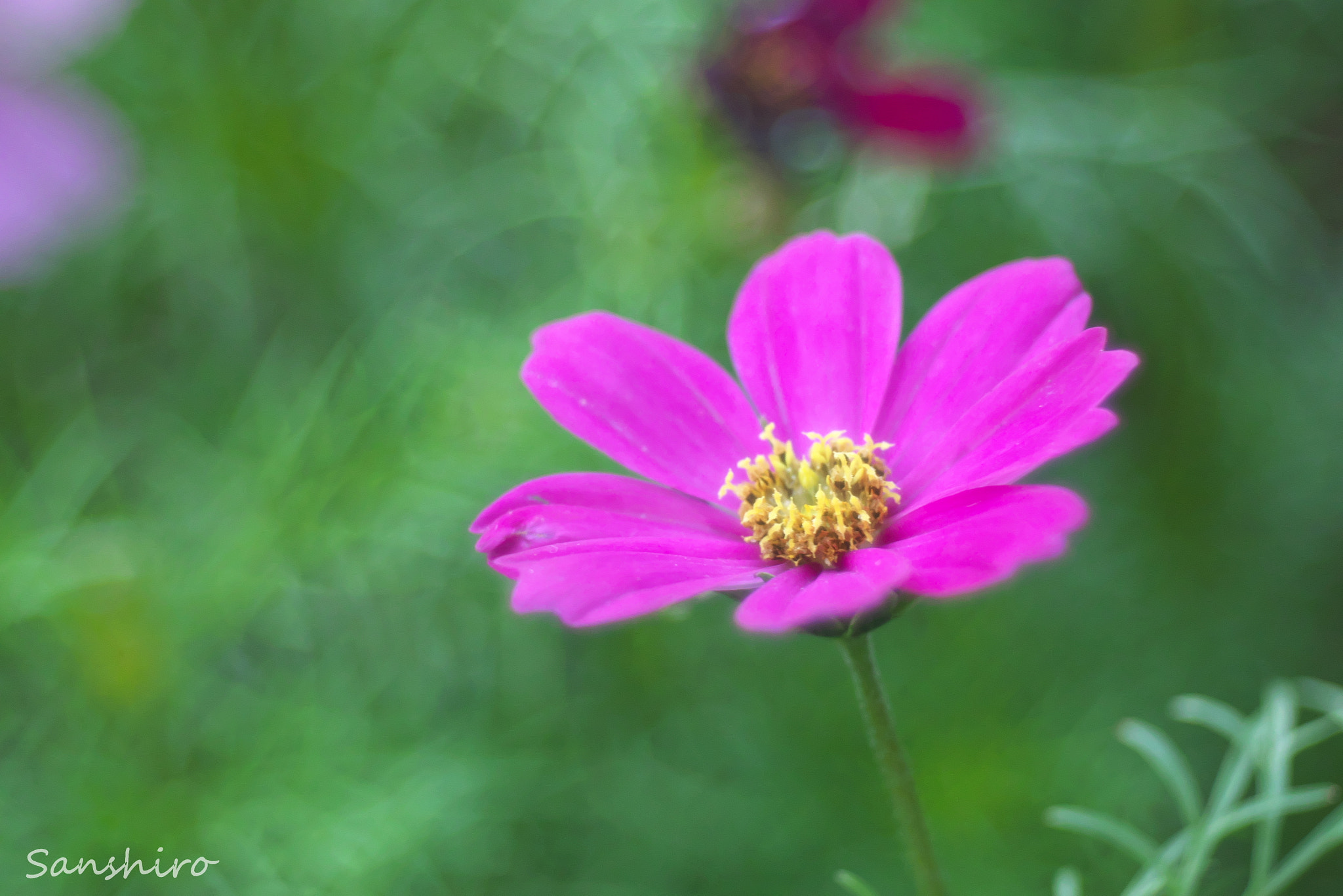 Panasonic Lumix DMC-GX7 sample photo. Untitled photography