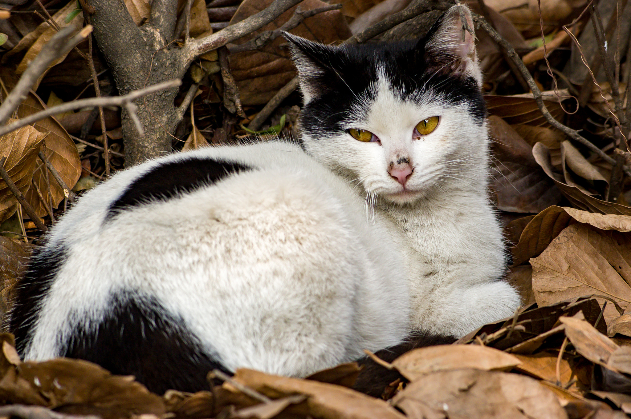 Pentax K-3 + smc PENTAX-F 70-210mm F4-5.6 sample photo. A calico stray cat photography