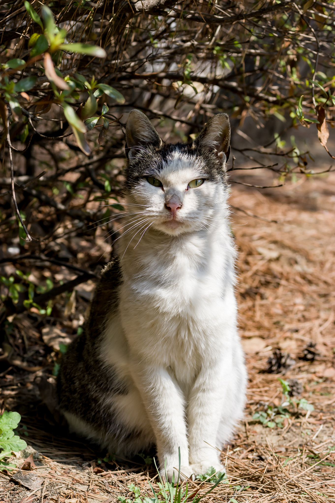 Pentax K-3 sample photo. A tabby stray cat under branches photography