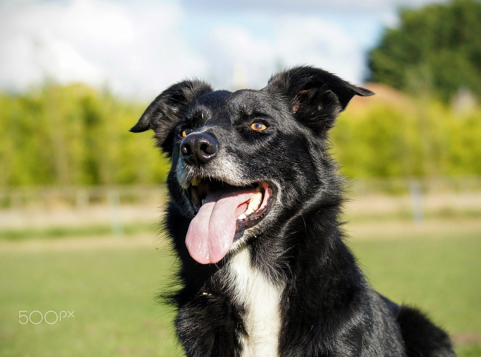 Sony 75-300mm F4.5-5.6 sample photo. Cloud posing for the camera photography