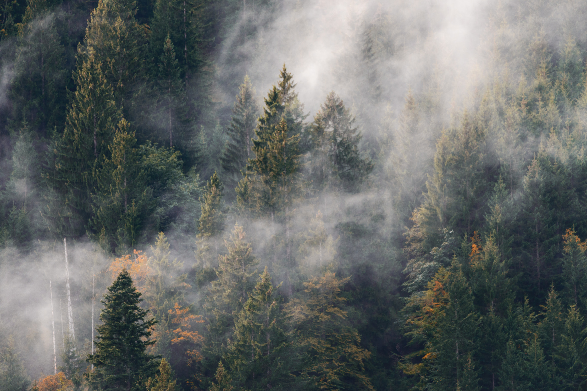 Sigma 150-600mm F5-6.3 DG OS HSM | C sample photo. Autumn pine trees photography