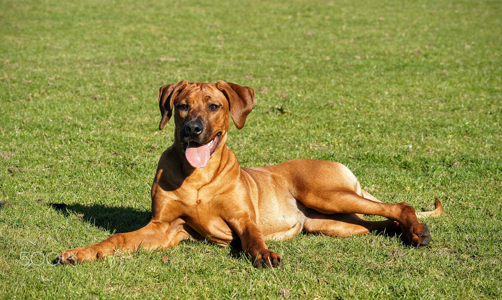 Sony 75-300mm F4.5-5.6 sample photo. Alegra enjoying the sun photography