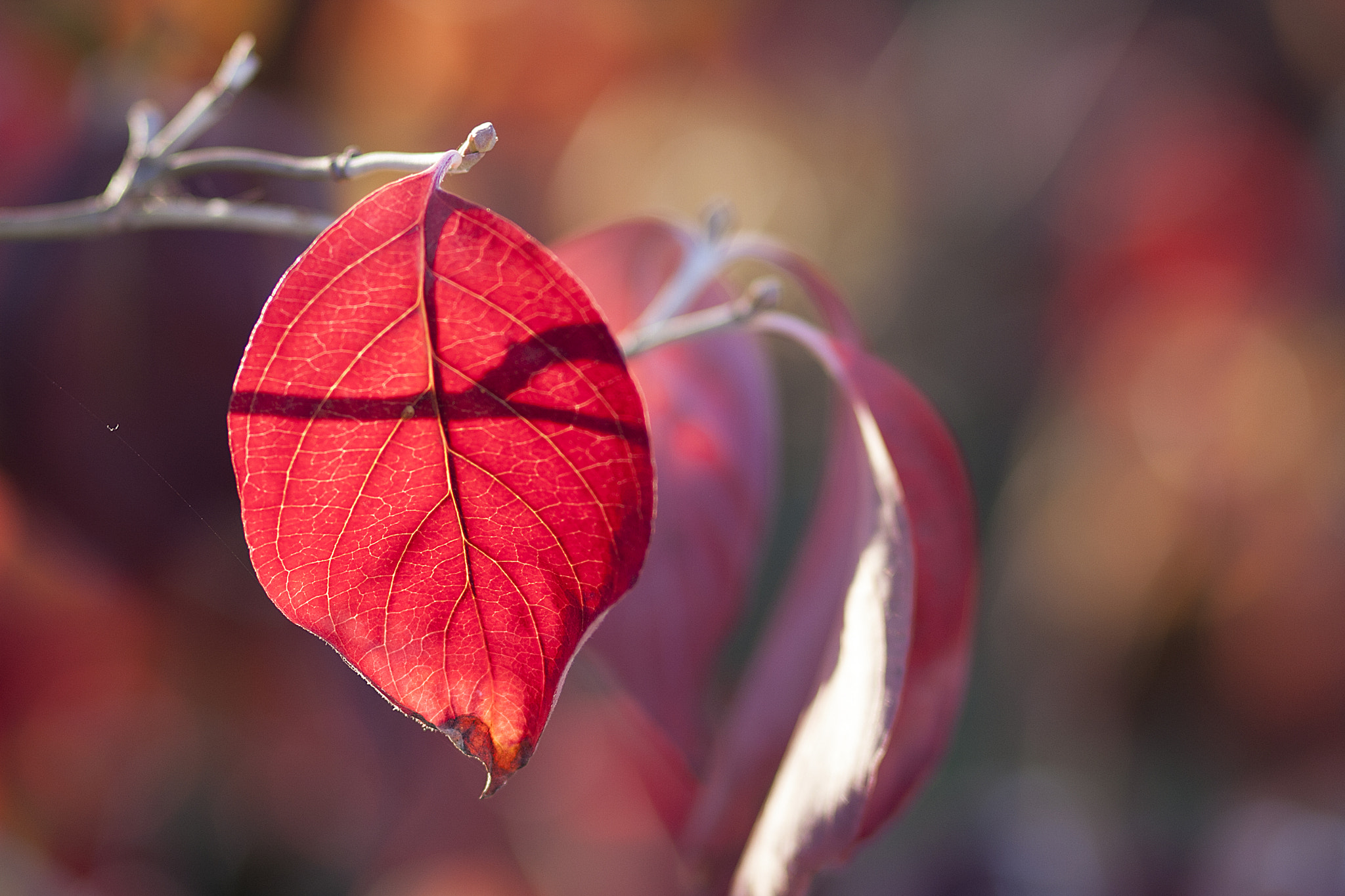 Canon EOS 40D + Canon EF 85mm F1.8 USM sample photo. Red autumn photography