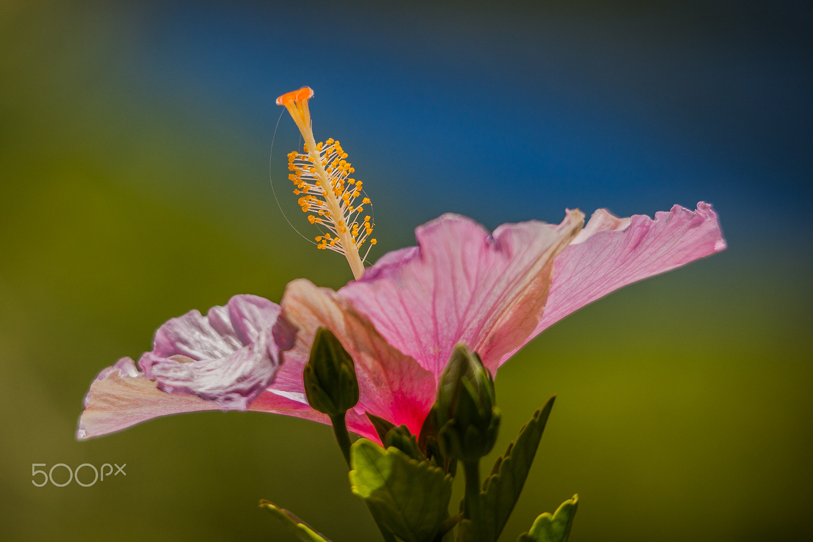 Canon EOS 5D Mark II sample photo. Hibiscus in backlight photography