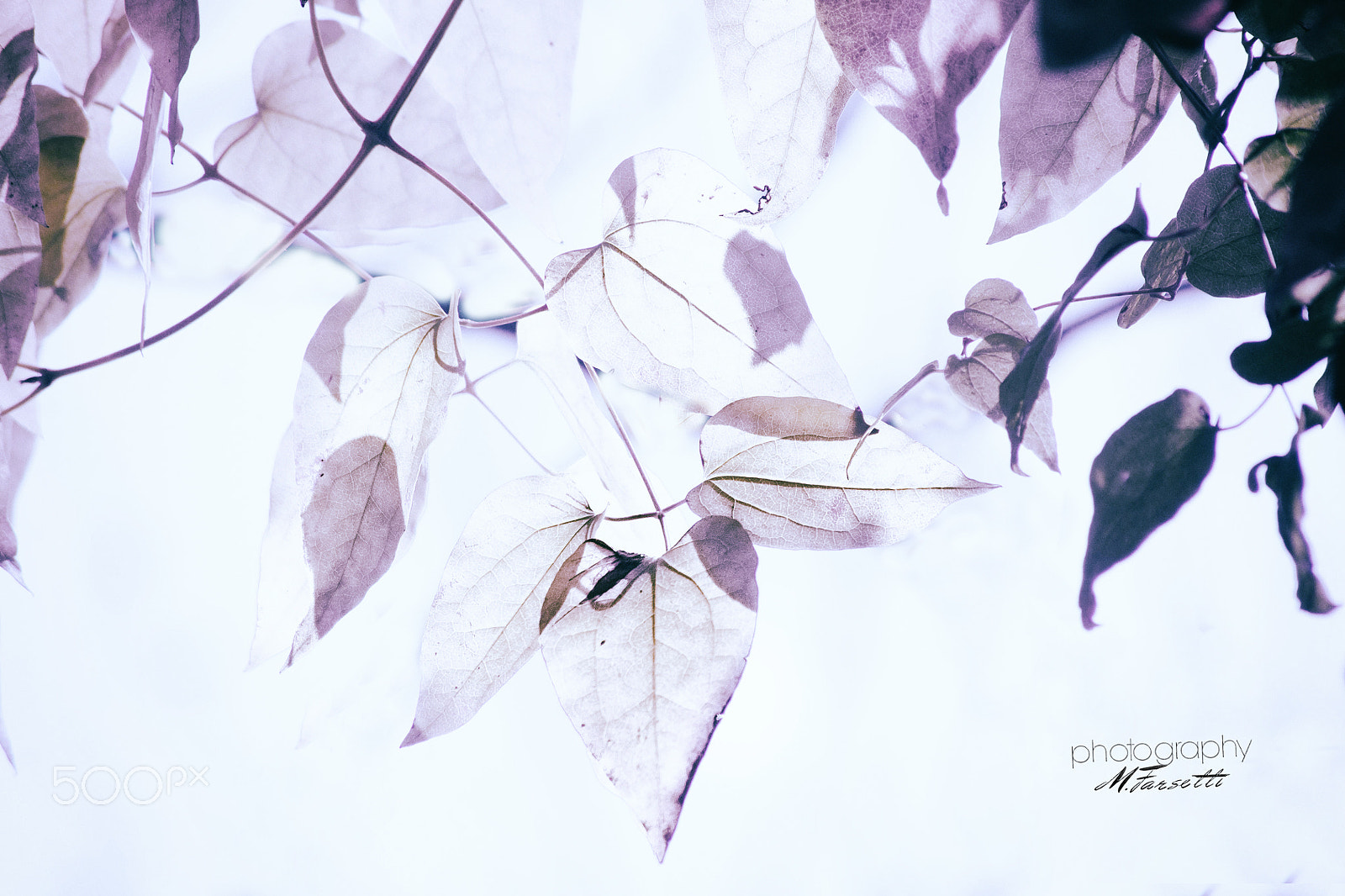Sony 75-300mm F4.5-5.6 sample photo. Autumn leaves... photography