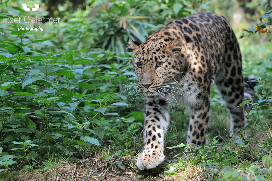 Nikon D3S sample photo. Amur leopard photography