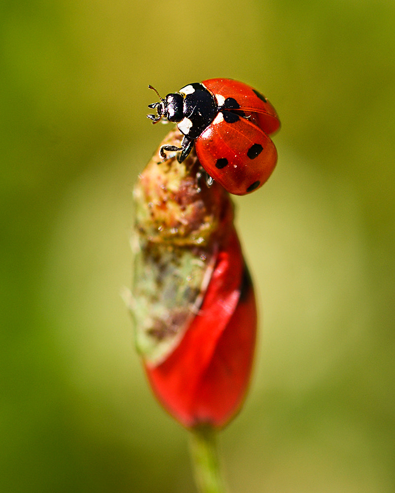 Nikon D7100 + Nikon AF Micro-Nikkor 60mm F2.8D sample photo. Ugurbocegi photography