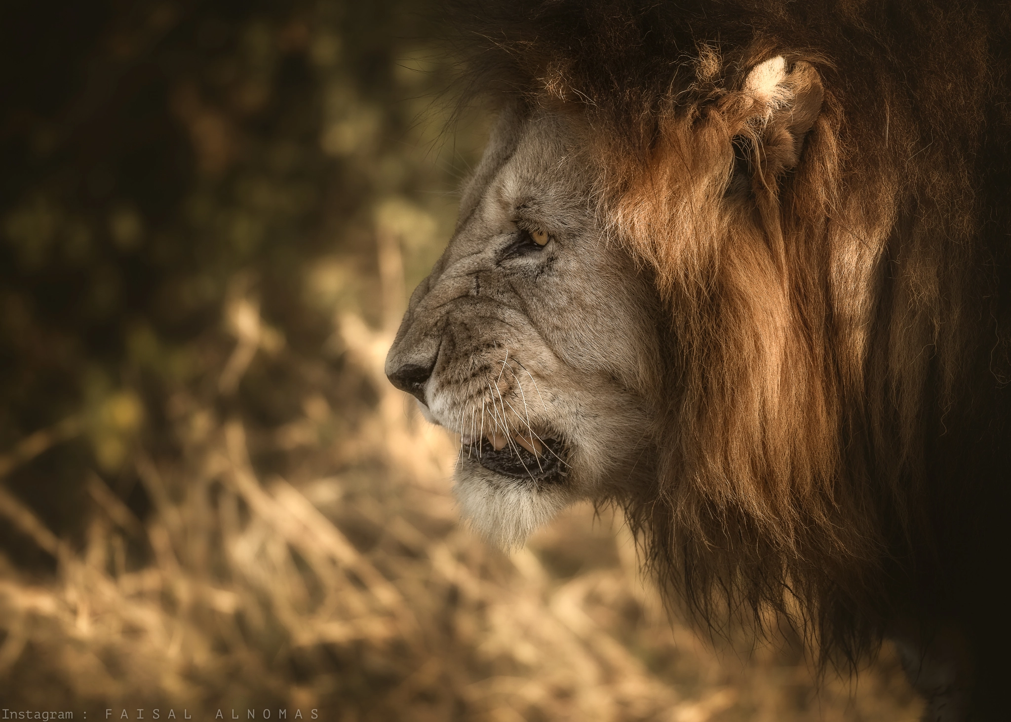 Canon EF 500mm F4L IS II USM sample photo. Stay away photography