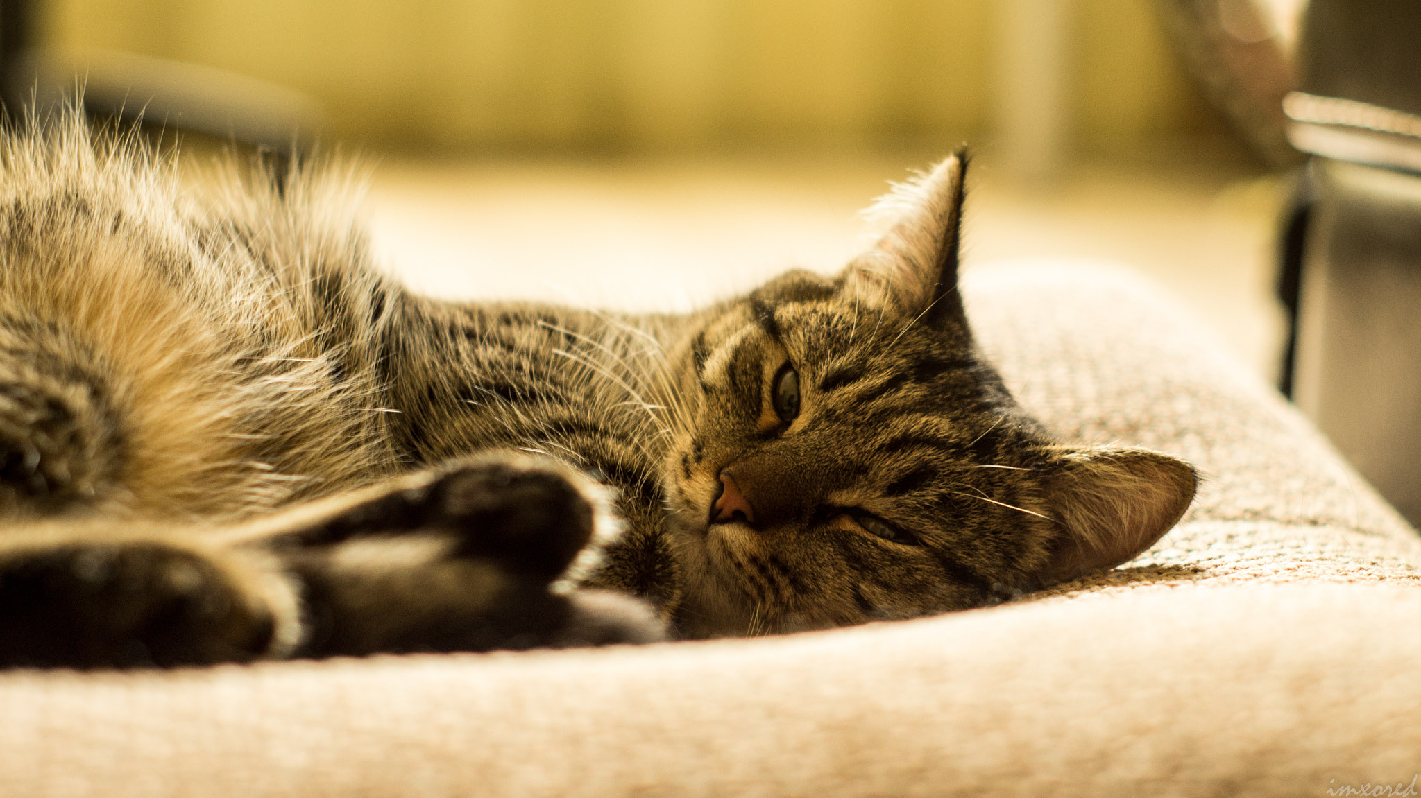 Sony SLT-A37 + Minolta AF 50mm F1.7 sample photo. Cat photography