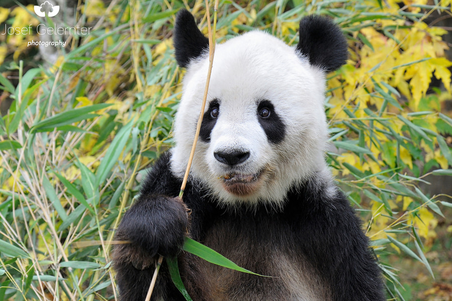 Nikon D3S sample photo. Giant panda autumn photography