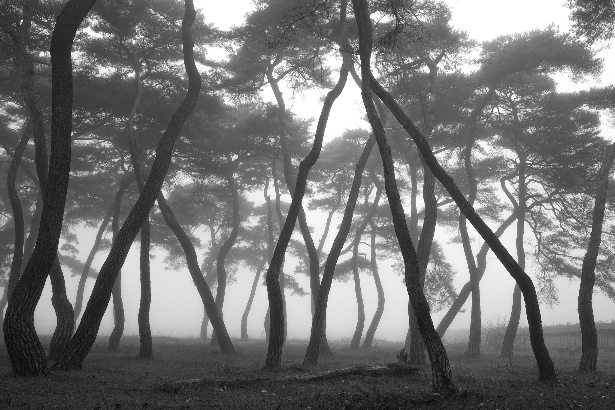 Fujifilm X-E2 sample photo. Imhanri forest ~ moody monday photography