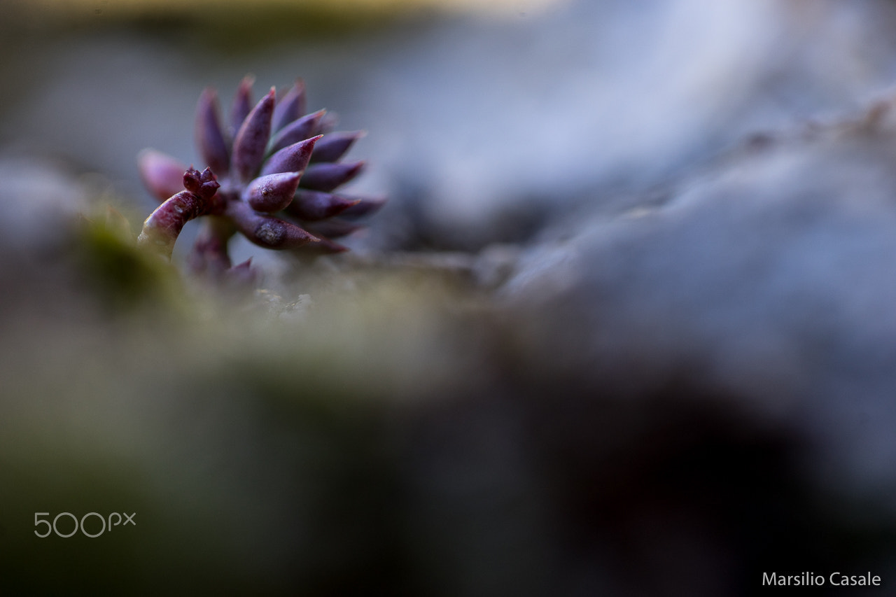 Canon EF 100mm F2.8L Macro IS USM sample photo. Autumn #8 photography