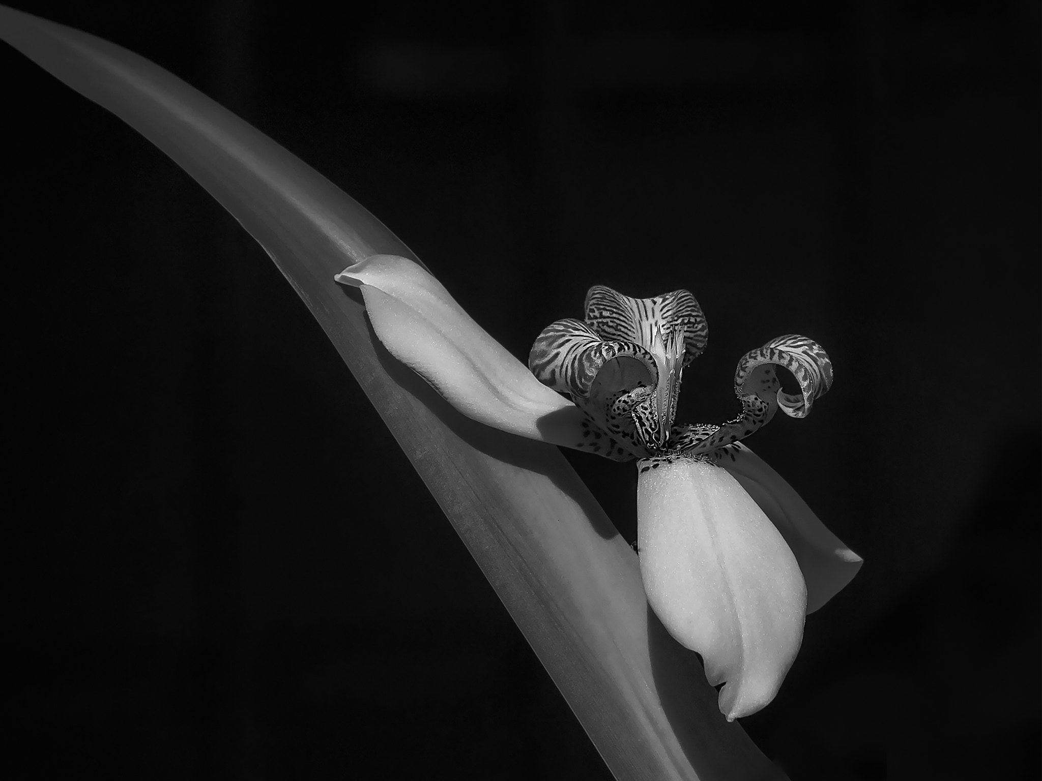 Olympus PEN E-P3 sample photo. Flor de un dÍa. photography