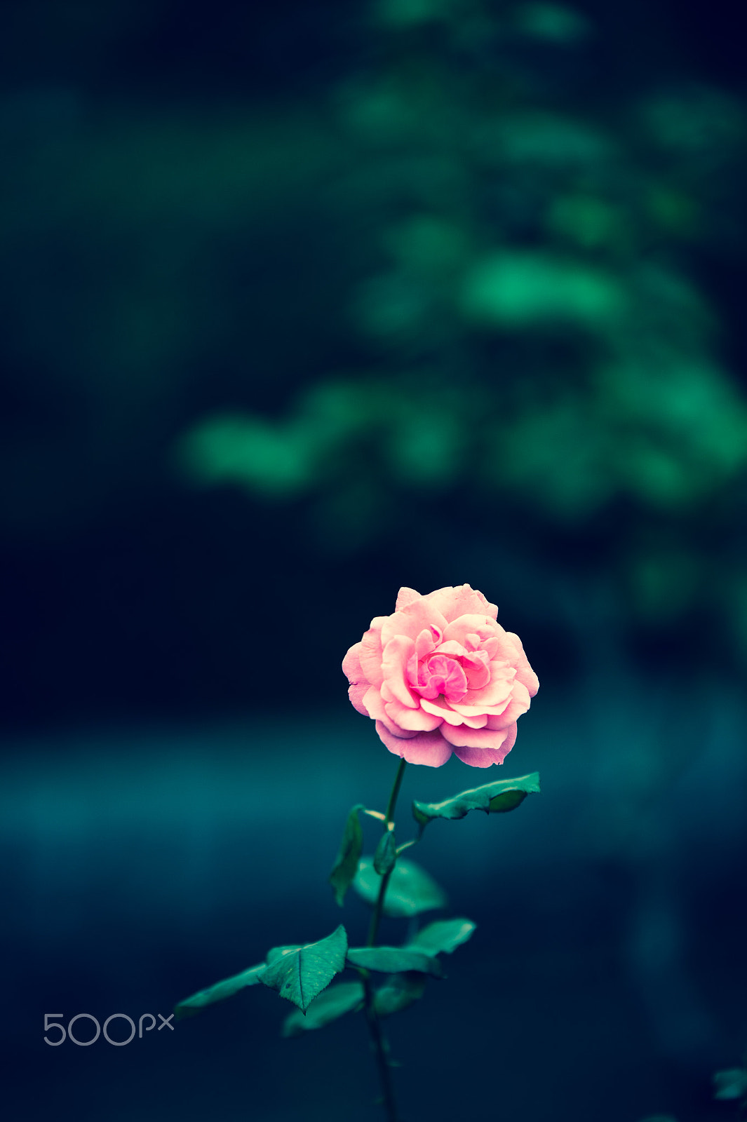 Nikon Df sample photo. Misterious rose photography