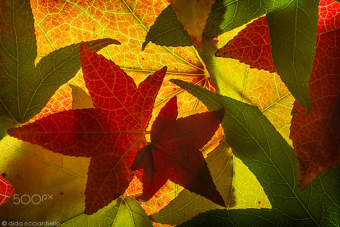 Canon EF 50mm F2.5 Macro sample photo. Liquidambar fall colors photography