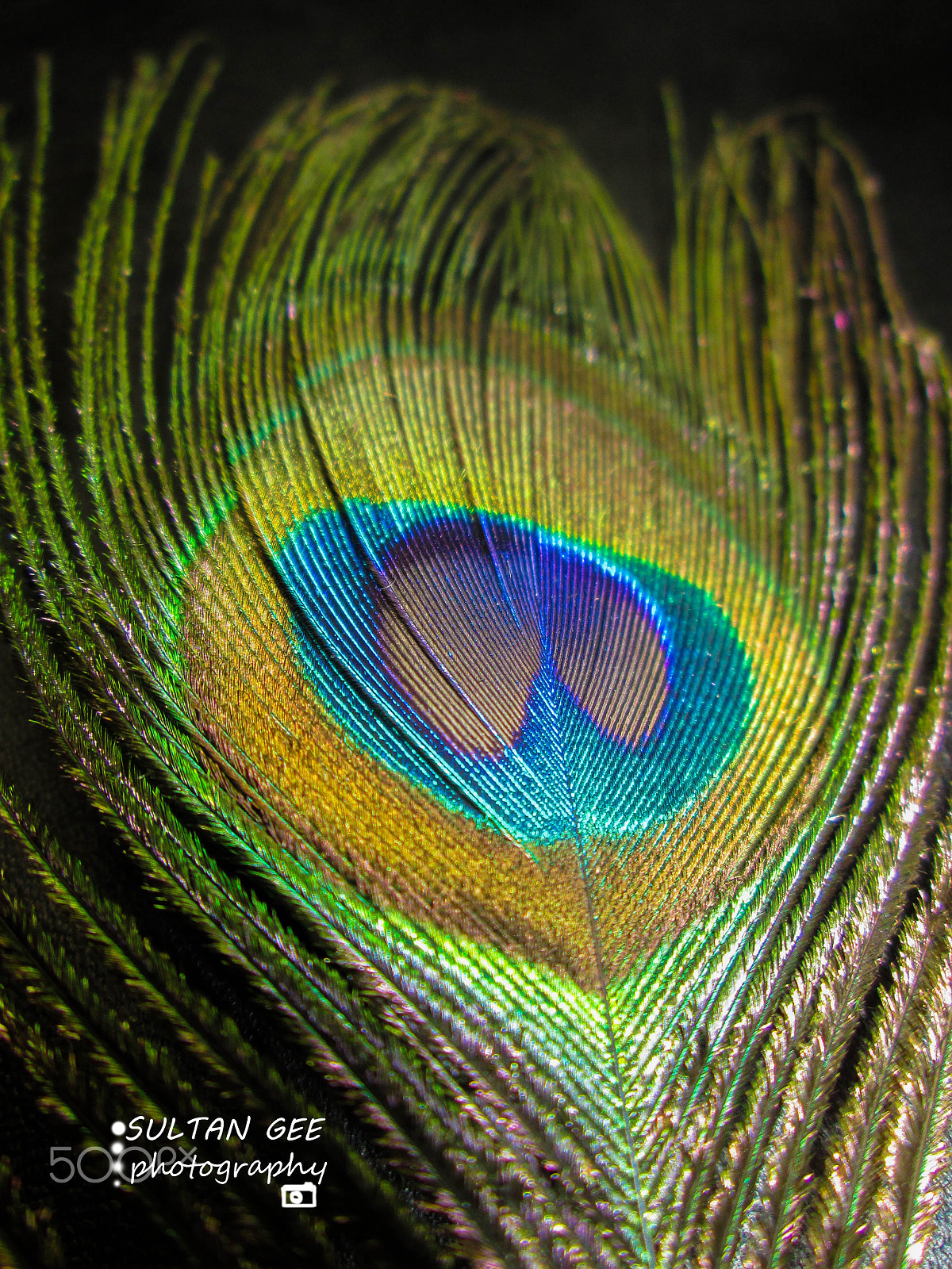 Canon POWERSHOT A2550 sample photo. Peacock feather photography