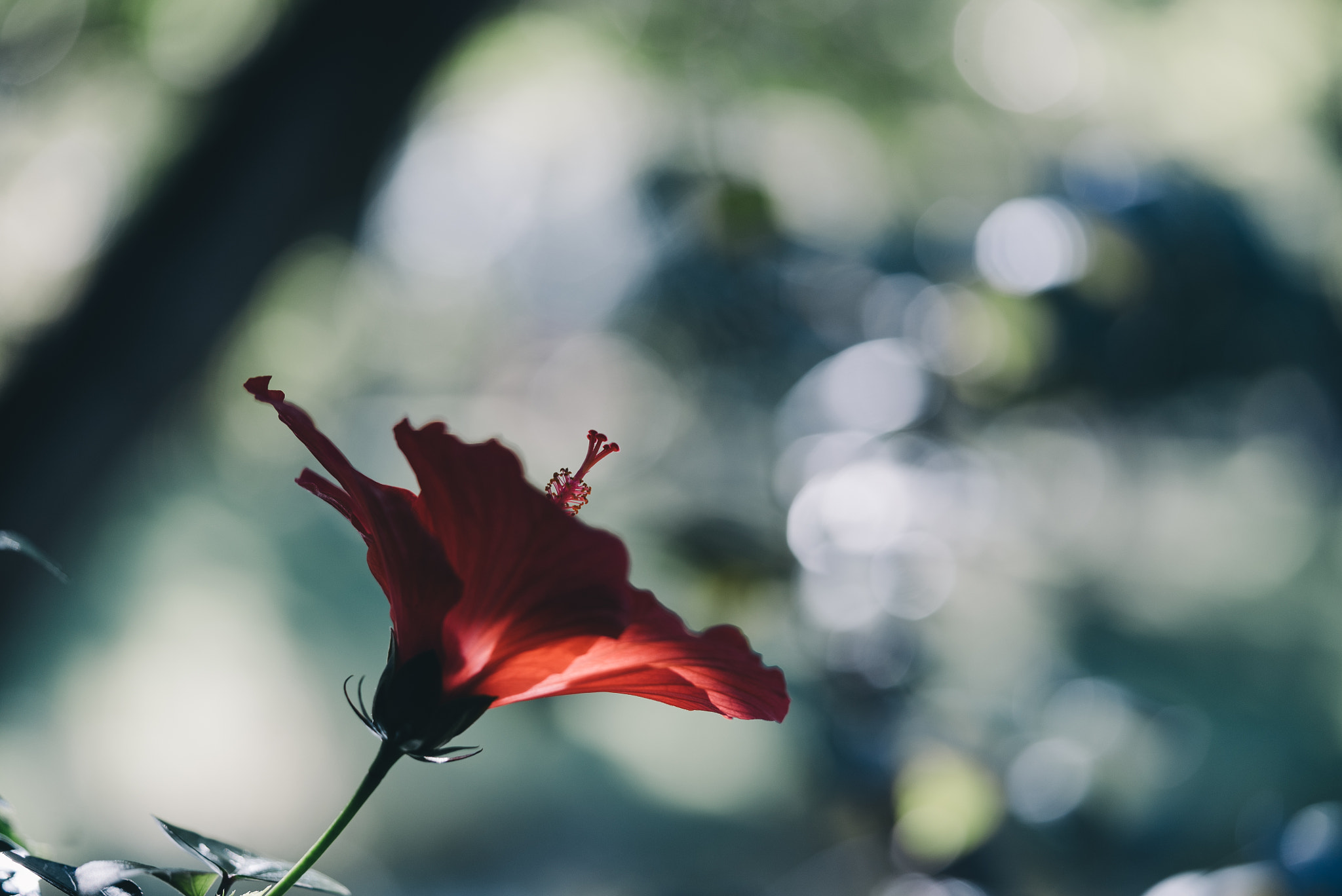Sony FE 90mm F2.8 Macro G OSS sample photo. Flower photography