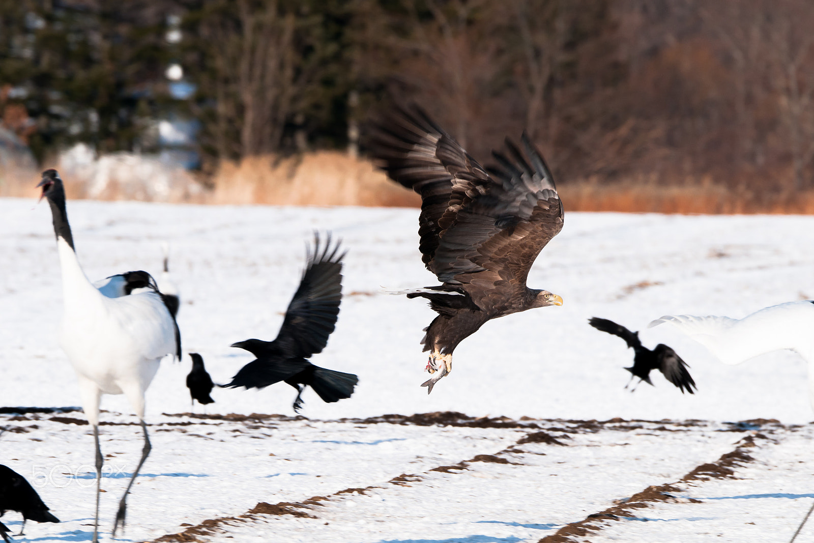 Sigma 150-600mm F5-6.3 DG OS HSM | S sample photo. Get !! photography