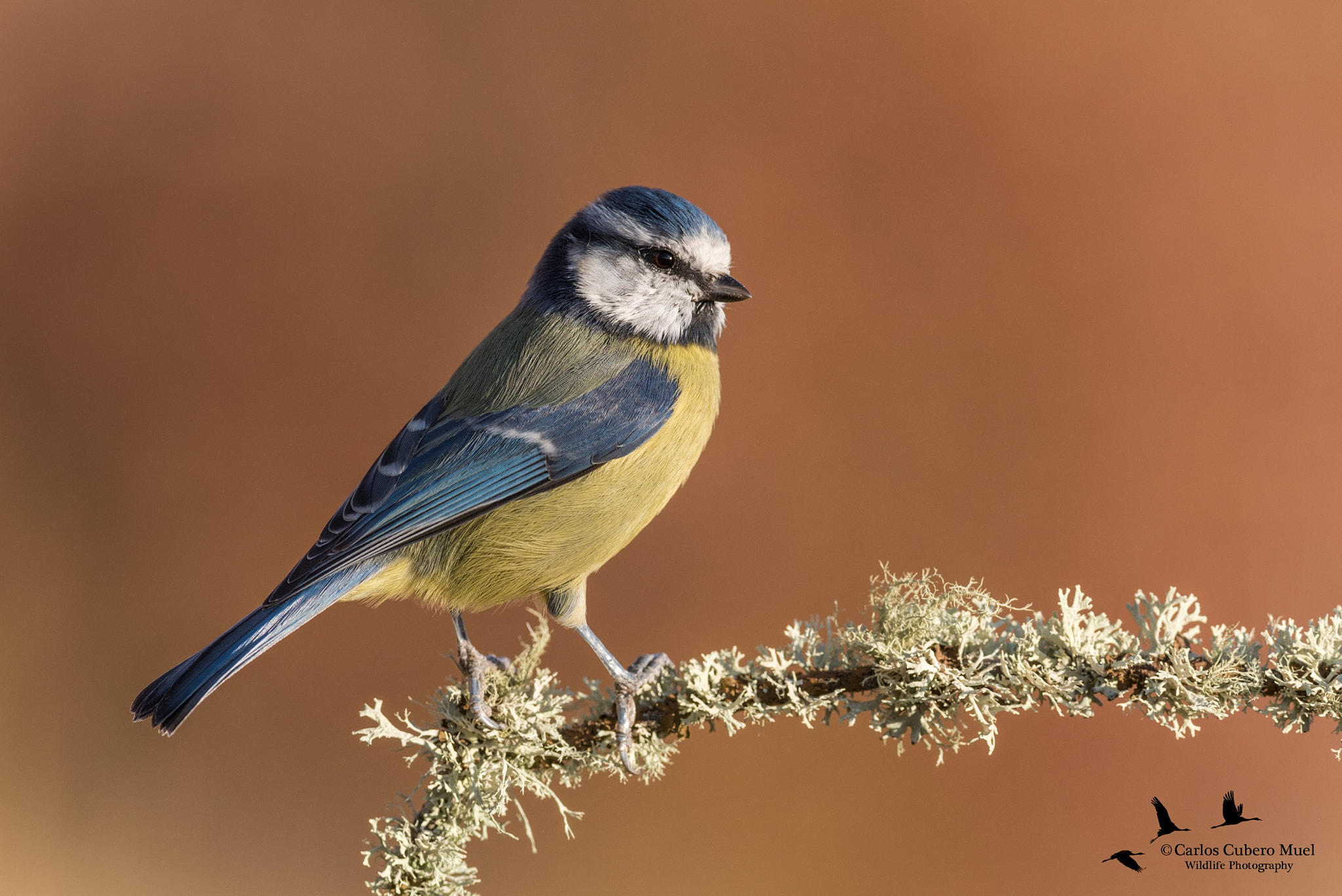 Nikon D750 + Nikon AF-S Nikkor 300mm F4D ED-IF sample photo. Vuelven al comedero photography