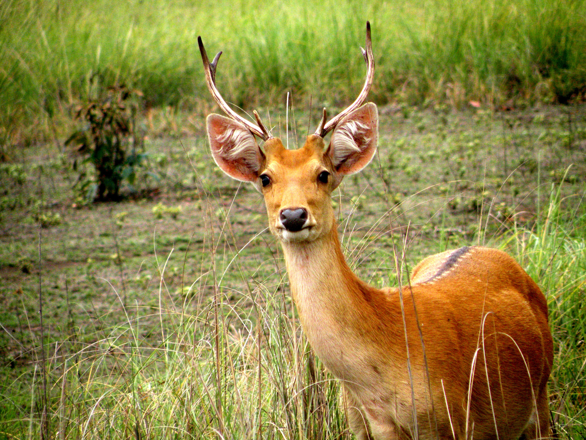 A Bara Singha by Neeraj Ade / 500px