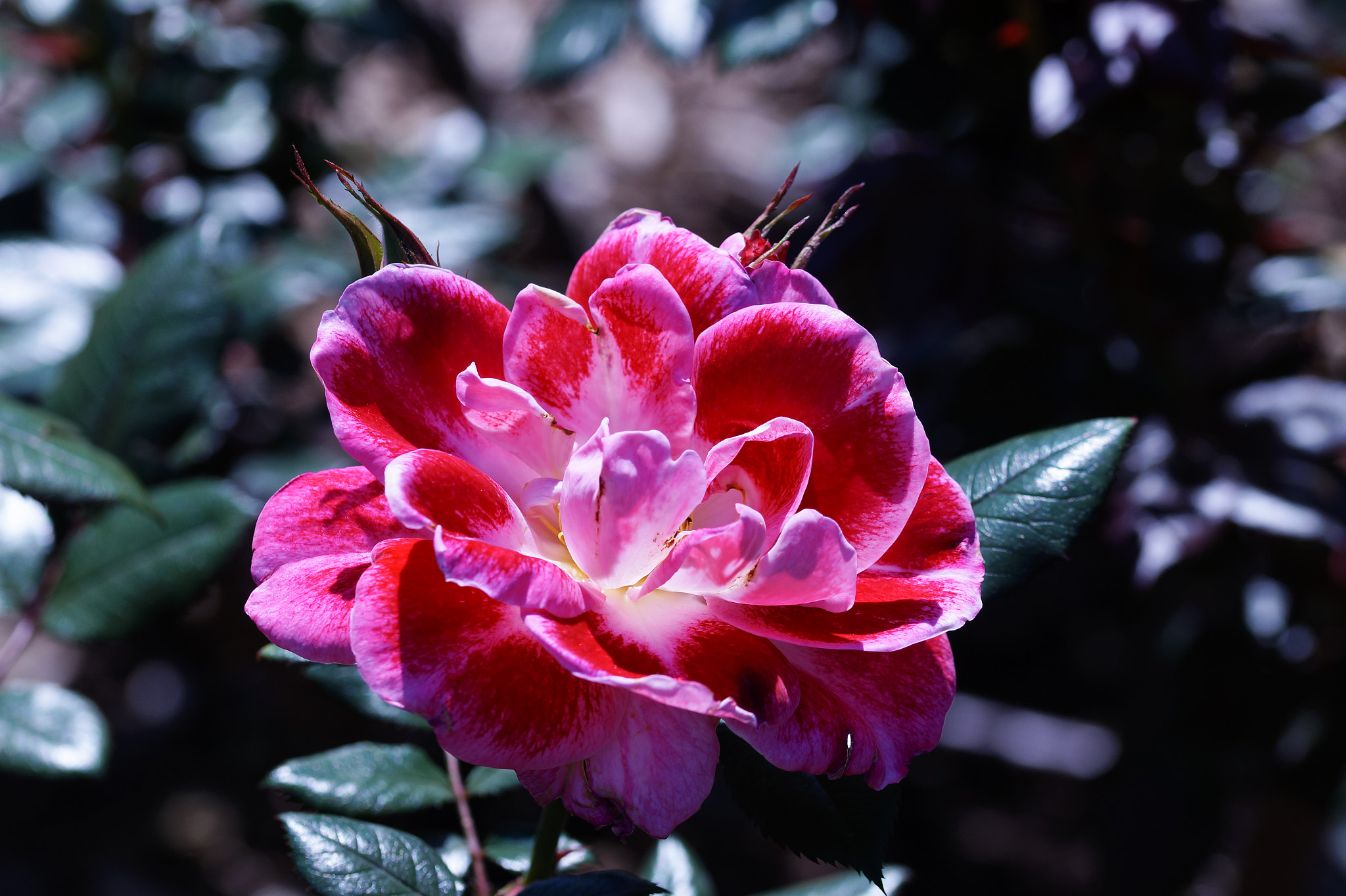 Sony SLT-A58 + 105mm F2.8 sample photo. Abg_20161006_05 photography