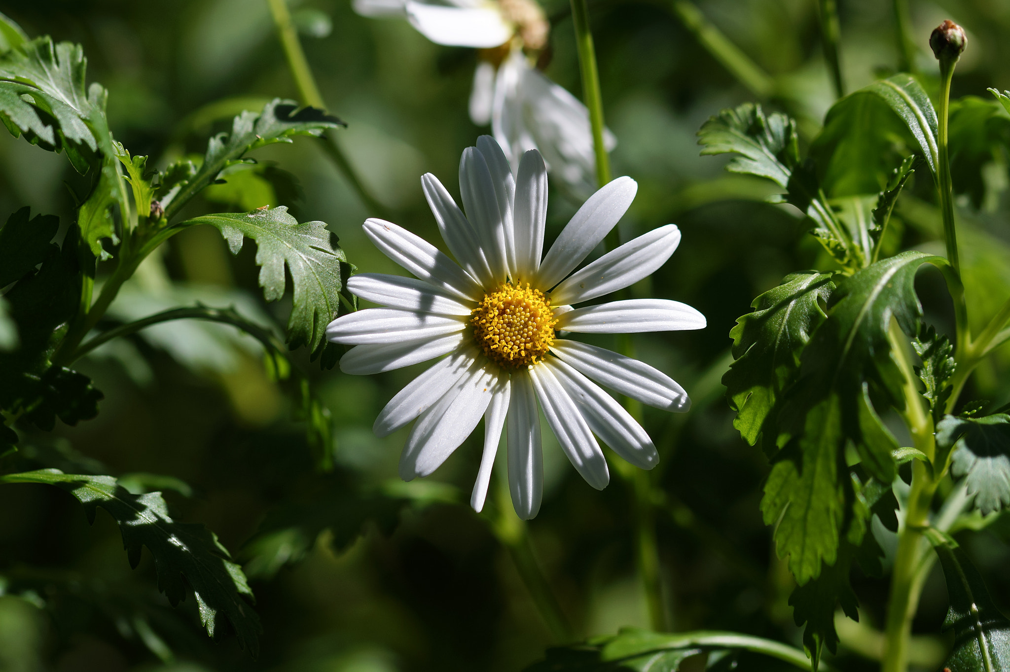 Sony SLT-A58 + 105mm F2.8 sample photo. Abg_20161006_12 photography
