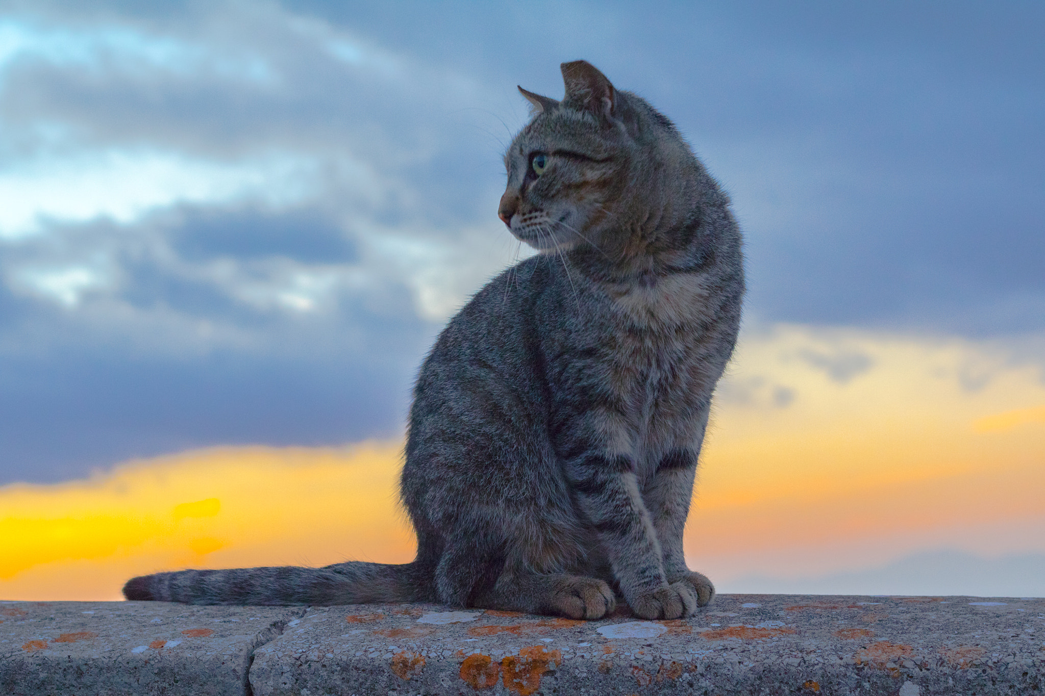 Canon EOS 750D (EOS Rebel T6i / EOS Kiss X8i) sample photo. Spanish cat on a wall photography